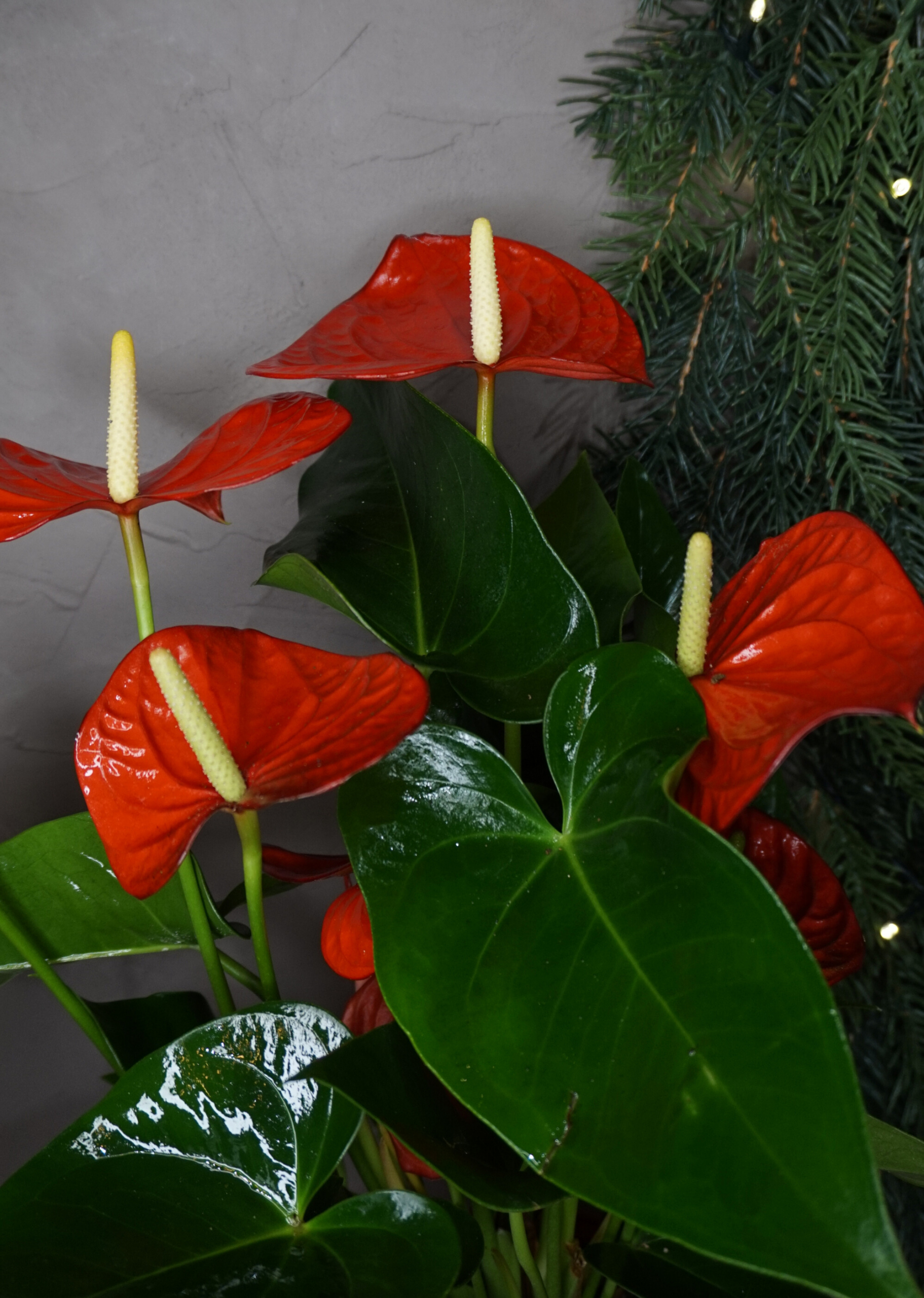Alternative view of Planta Anthurium