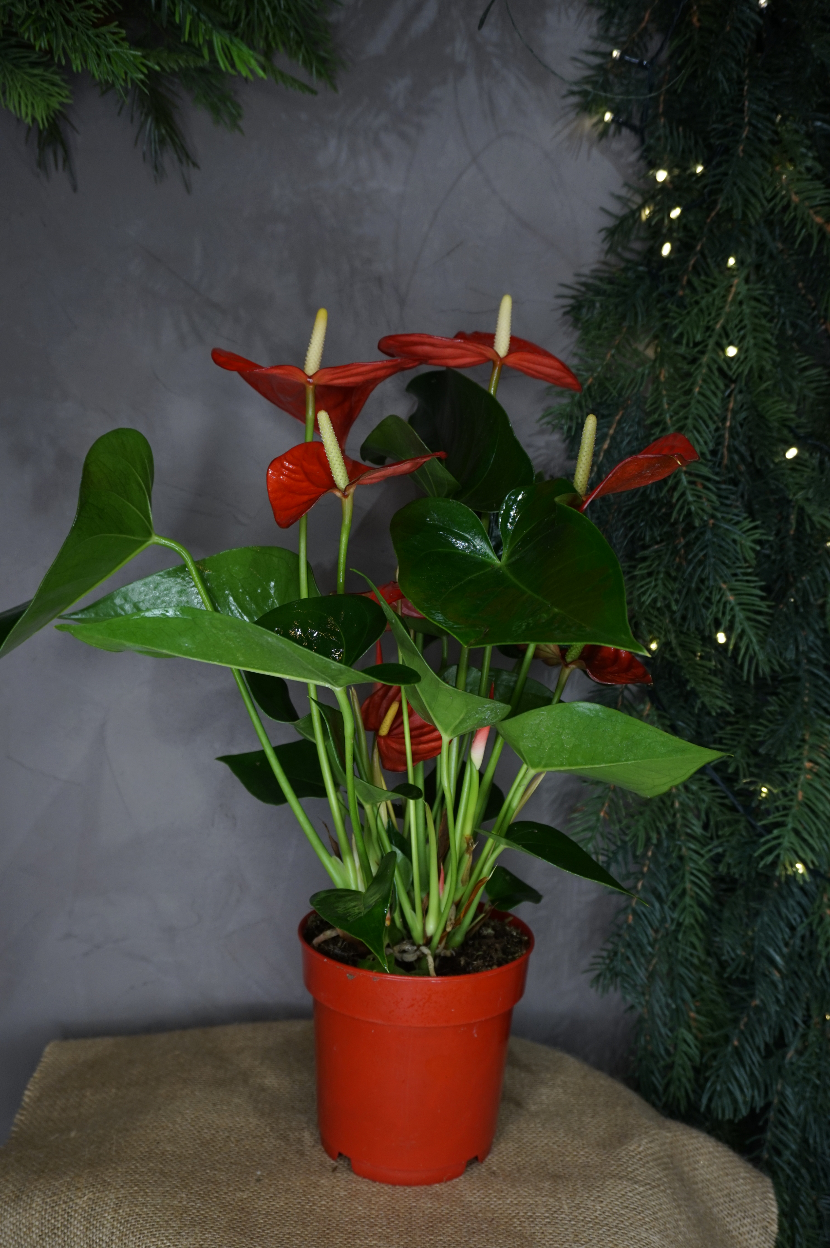 Planta Anthurium