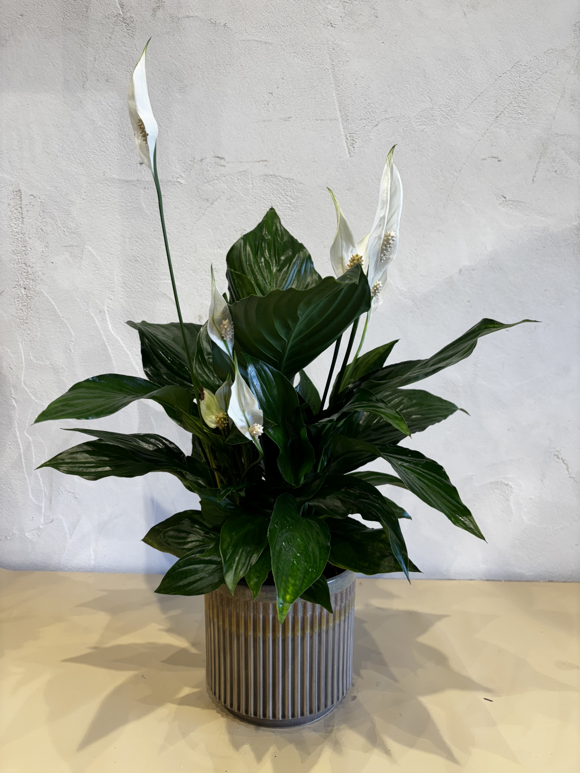 Planta - Spathiphyllum