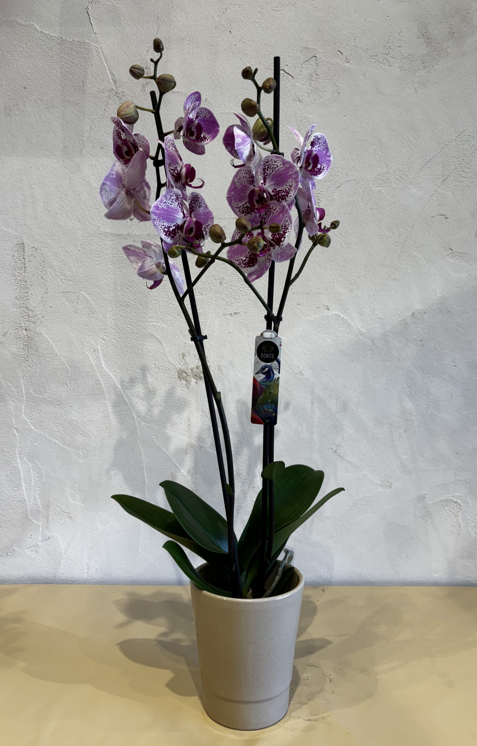 Planta - Orquídea Blanca y topos púrpuras