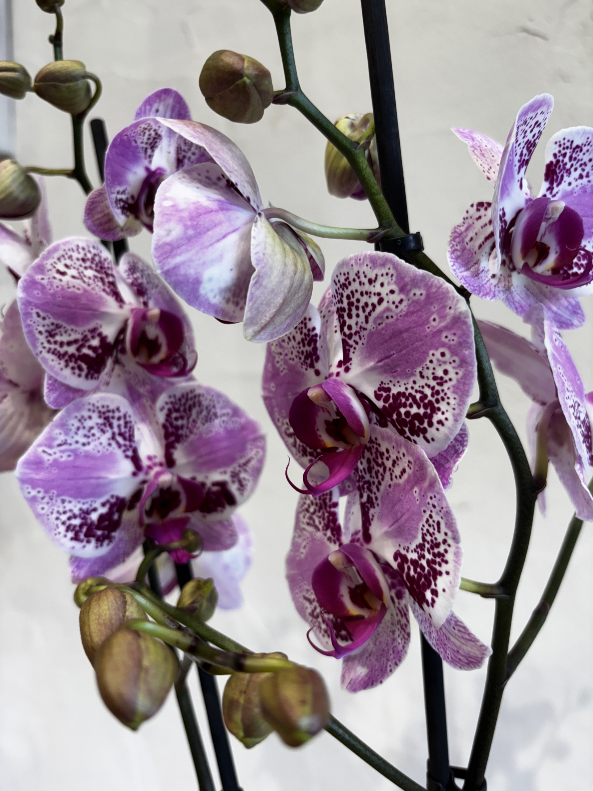 Planta - Orquídea Blanca y topos púrpuras - Imagen 2