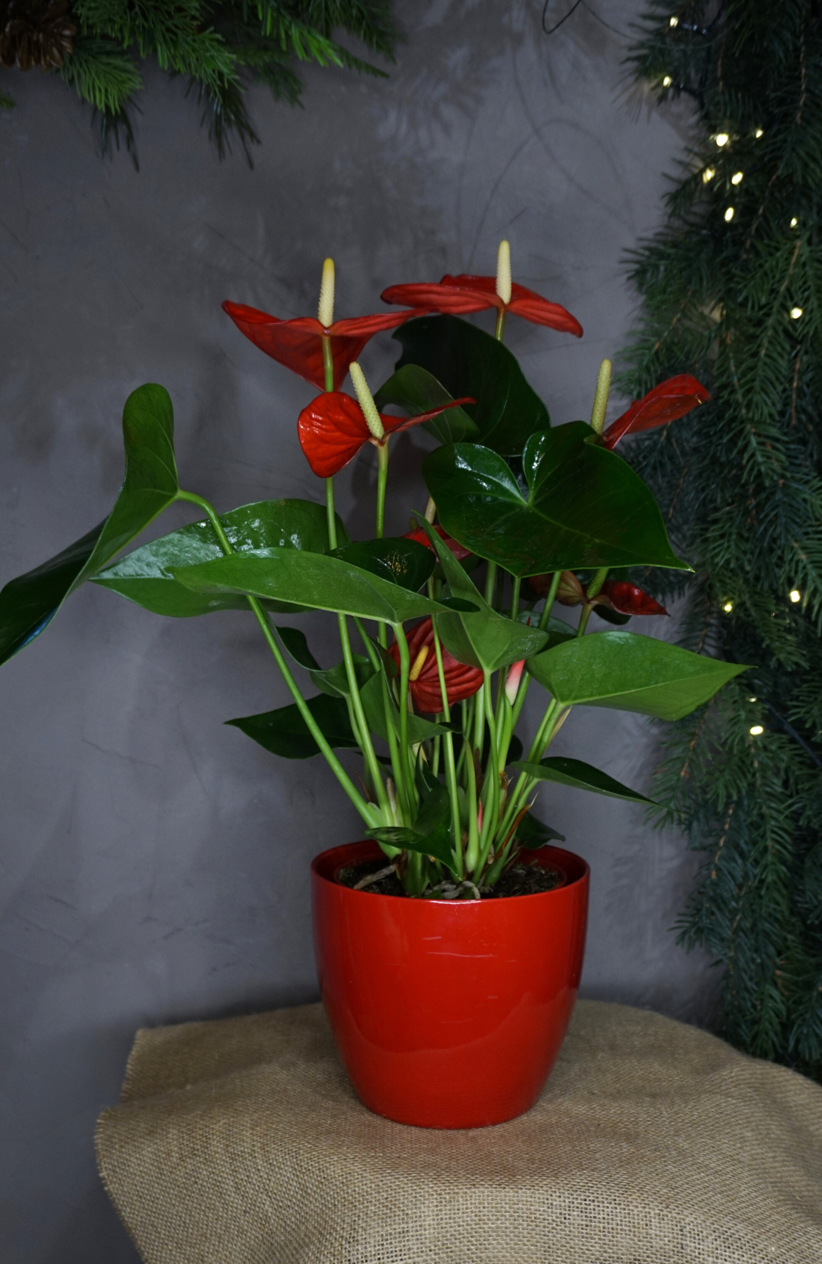 Planta Anthurium - Imagen 3