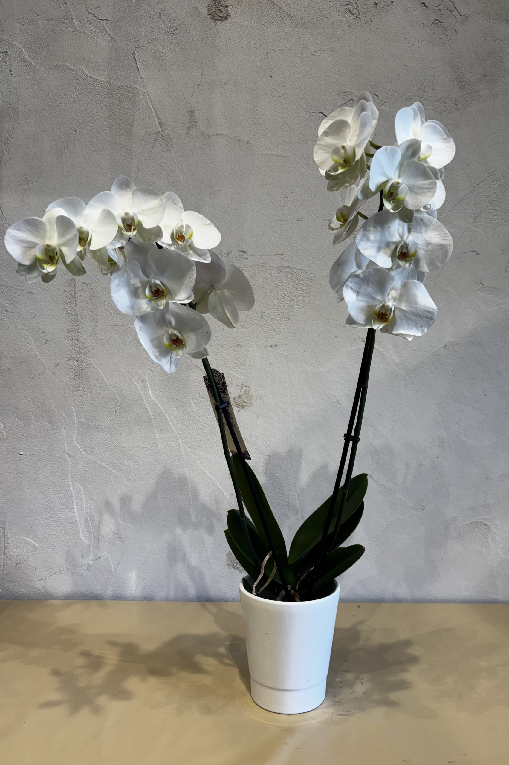 Planta - Orquídea Blanca