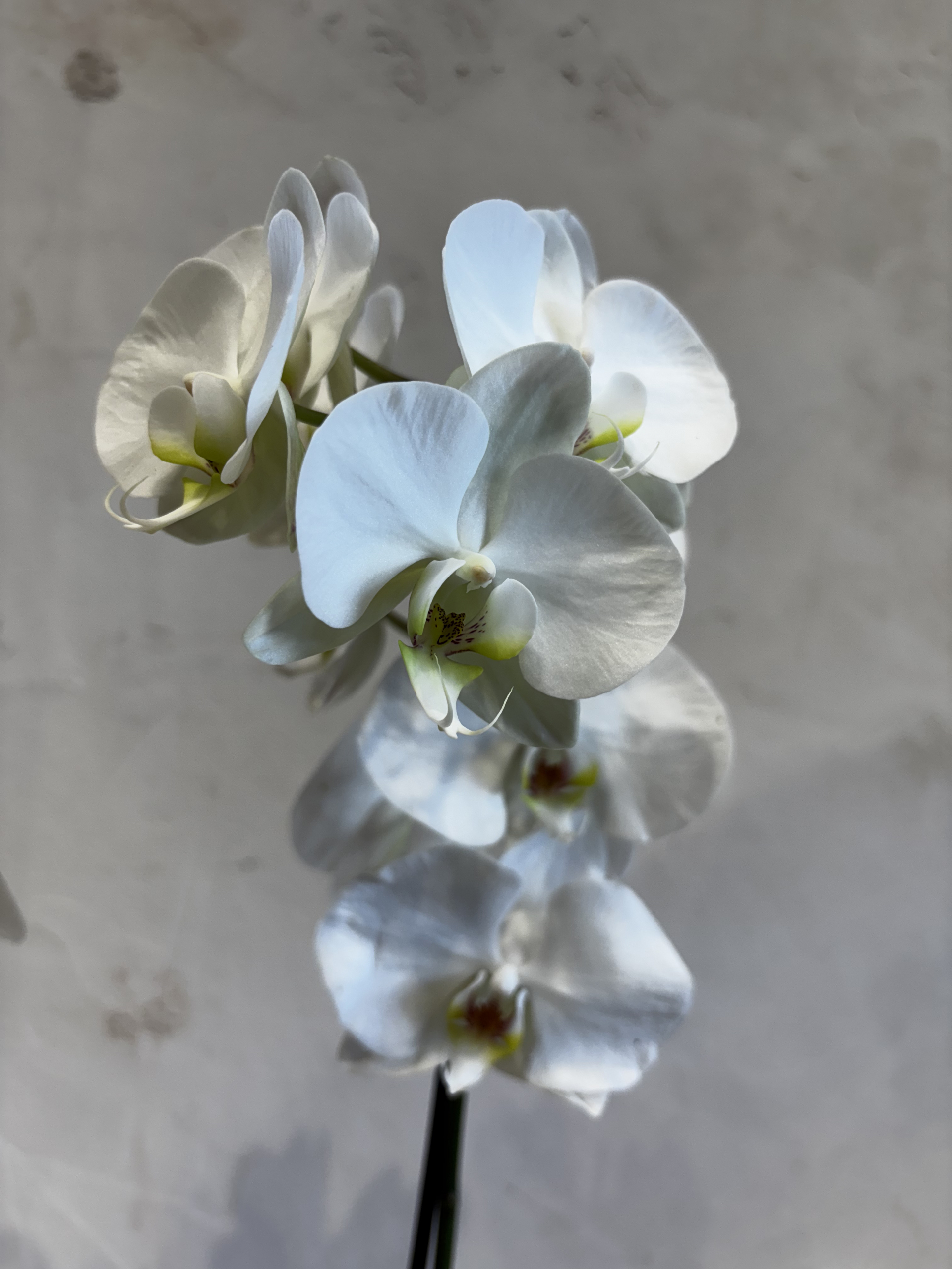 Alternative view of Planta - Orquídea Blanca