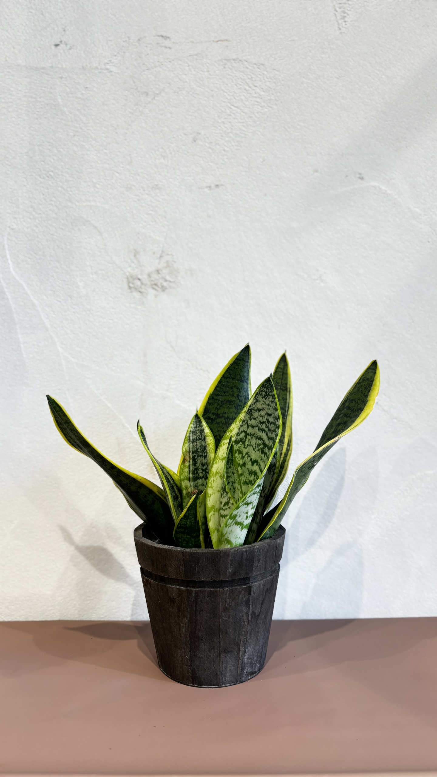 Planta - Sansevieria (Lengua de Suegra) - Imagen 2