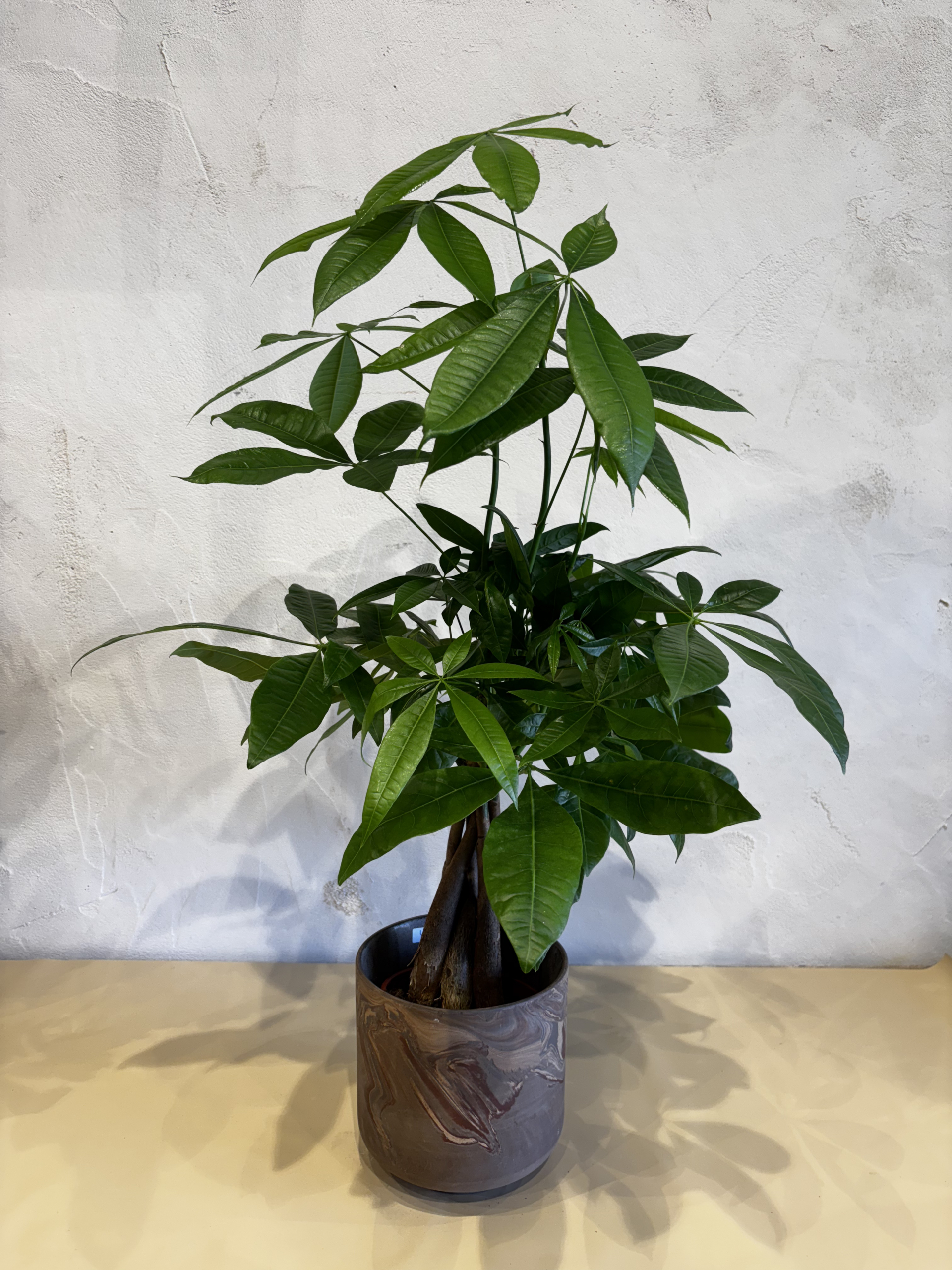 Planta Pachira - Imagen 2