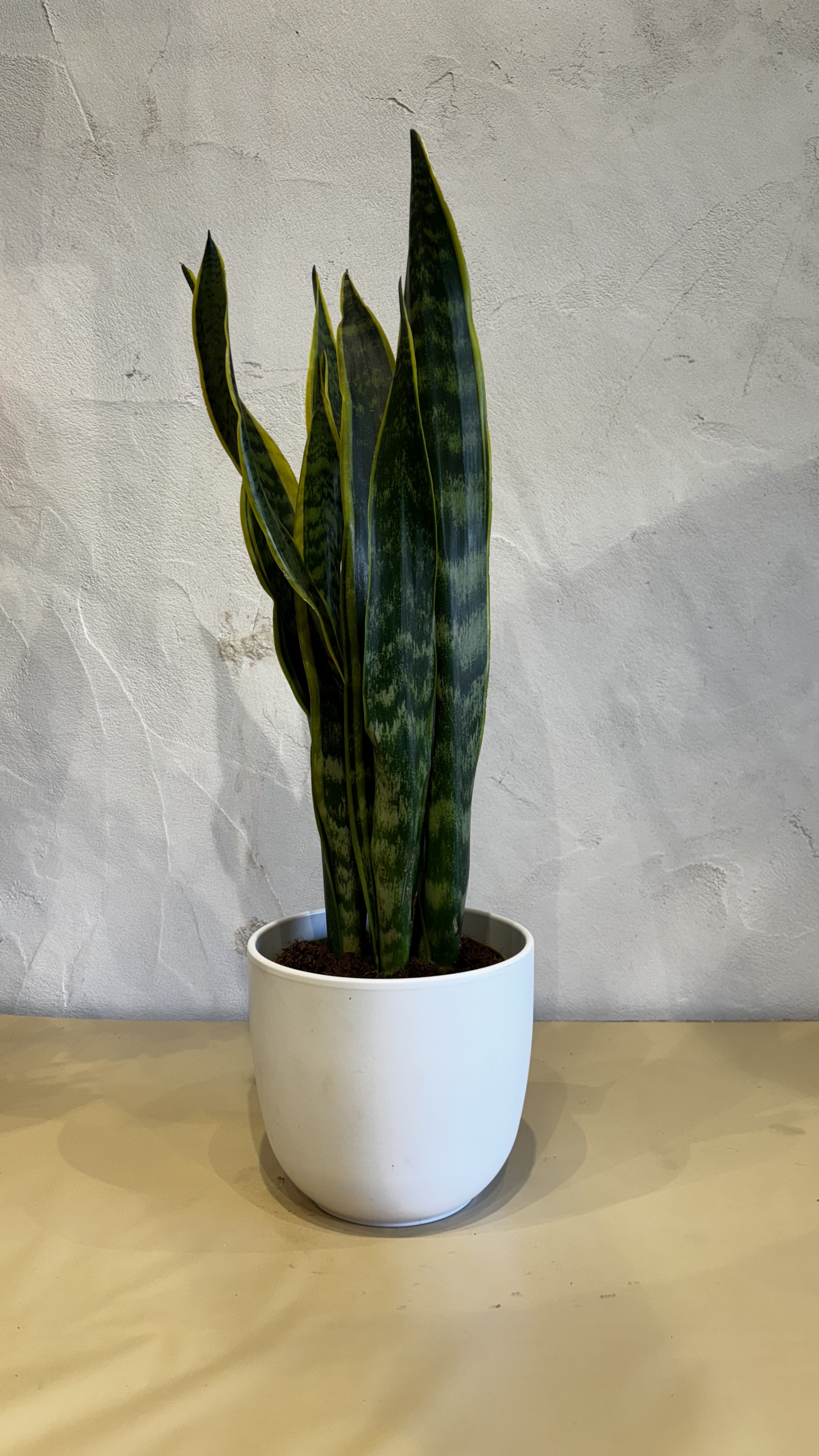 Planta - Sansevieria (Lengua de Suegra)