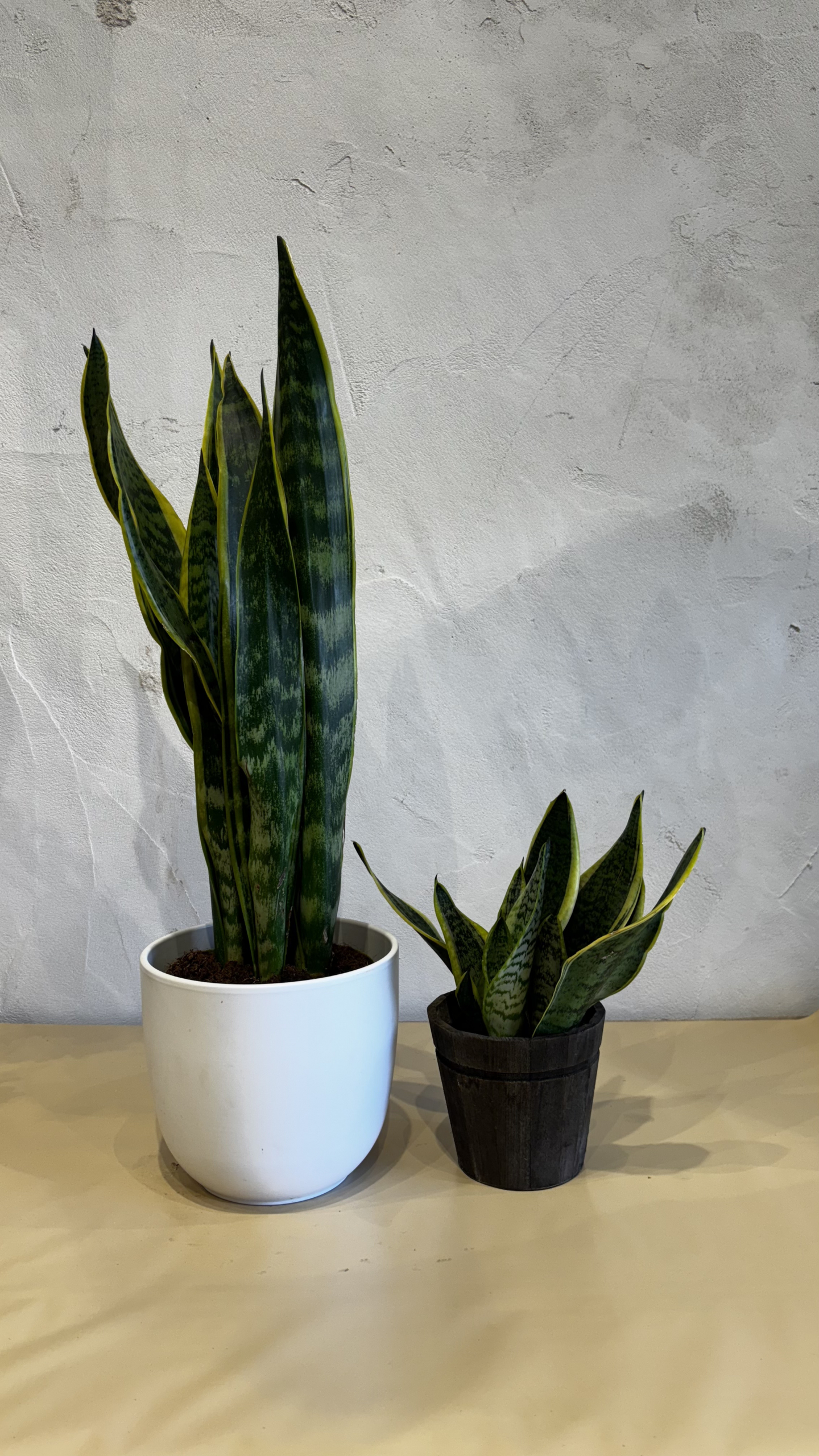 Planta - Sansevieria (Lengua de Suegra) - Imagen 3