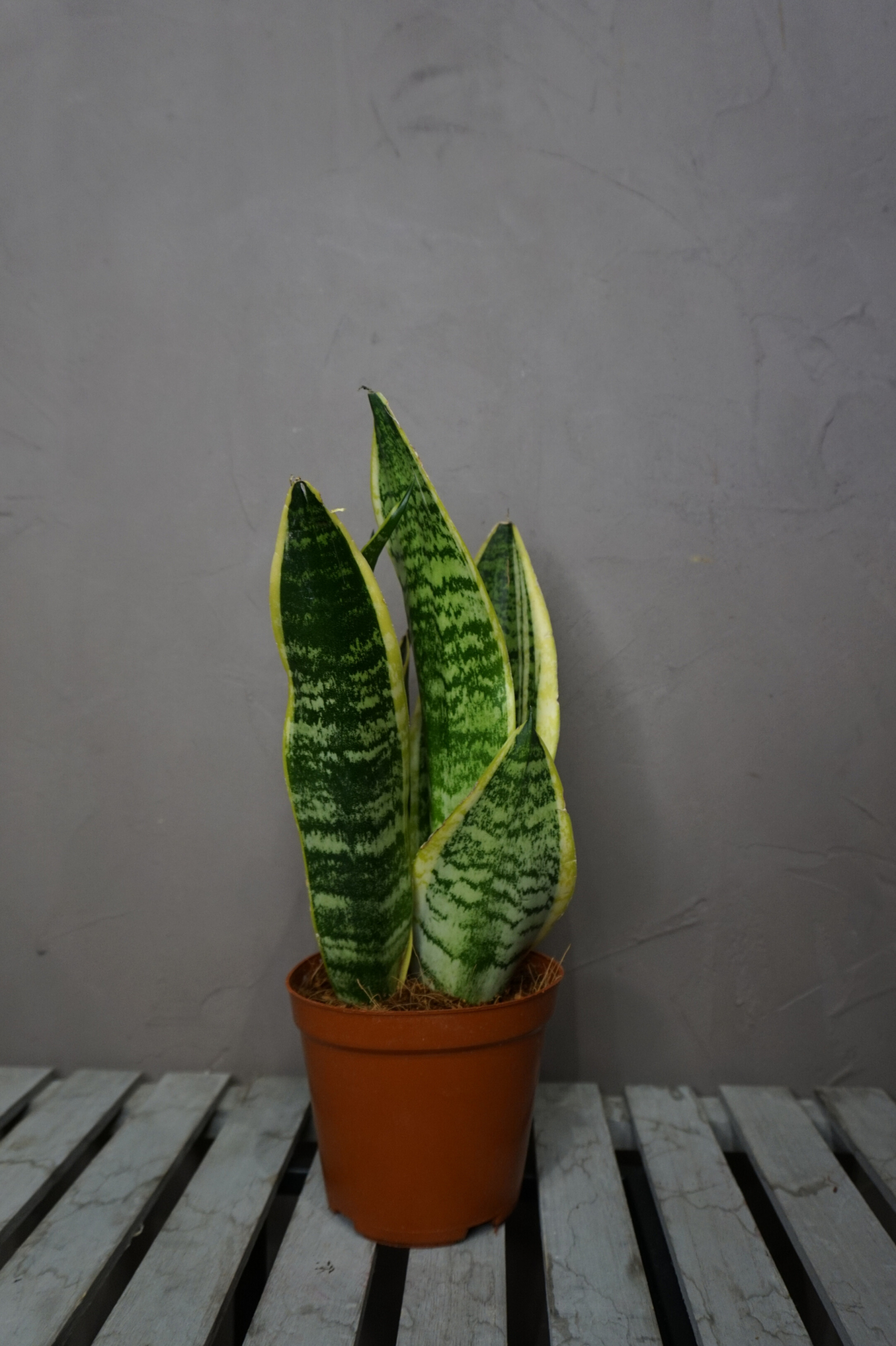Planta - Sansevieria (Lengua de Suegra) - Imagen 5