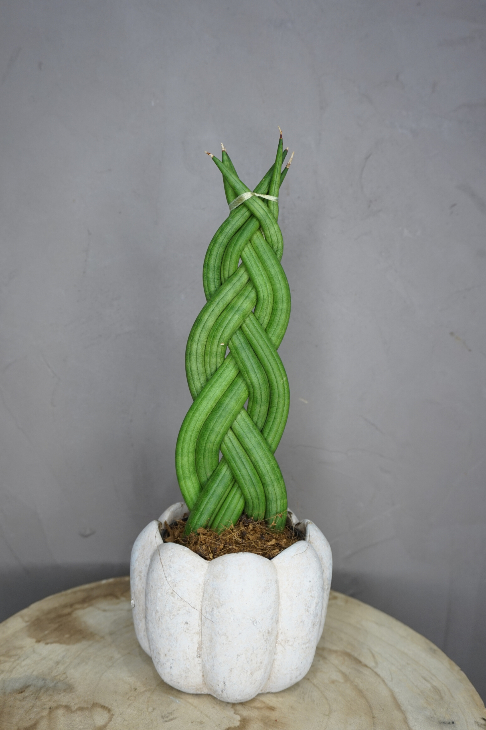 Planta - Sansevieria trenzada