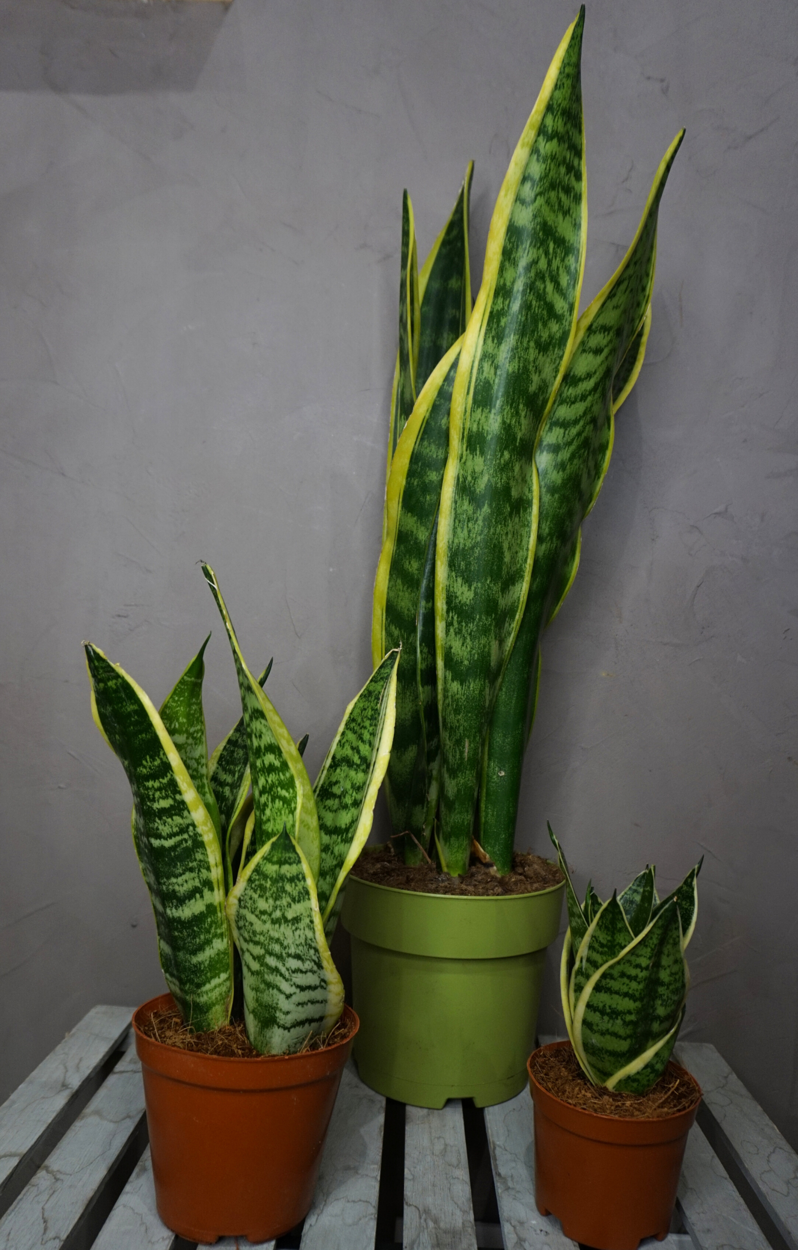 Alternative view of Planta - Sansevieria (Lengua de Suegra)