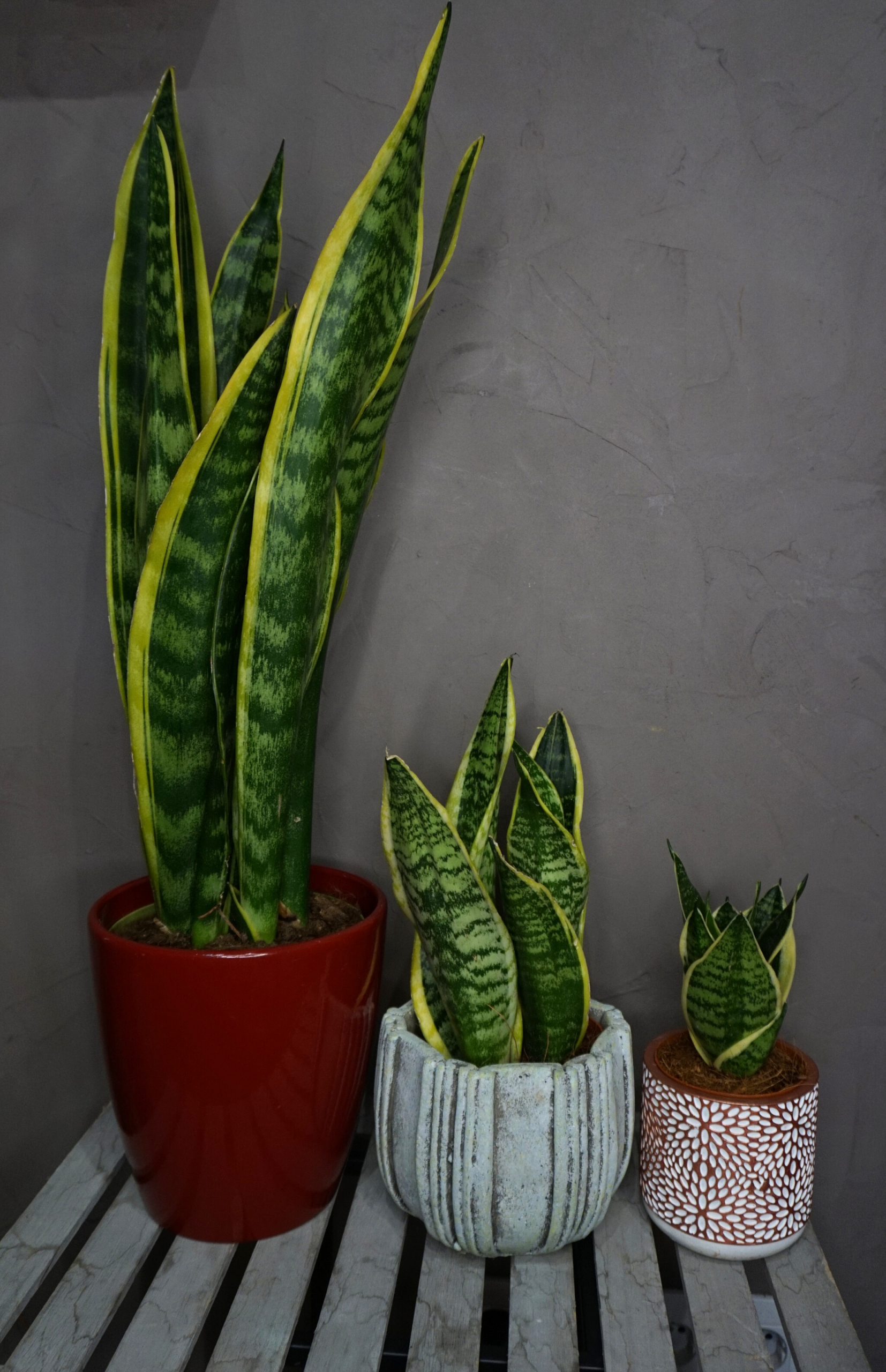 Planta - Sansevieria (Lengua de Suegra)