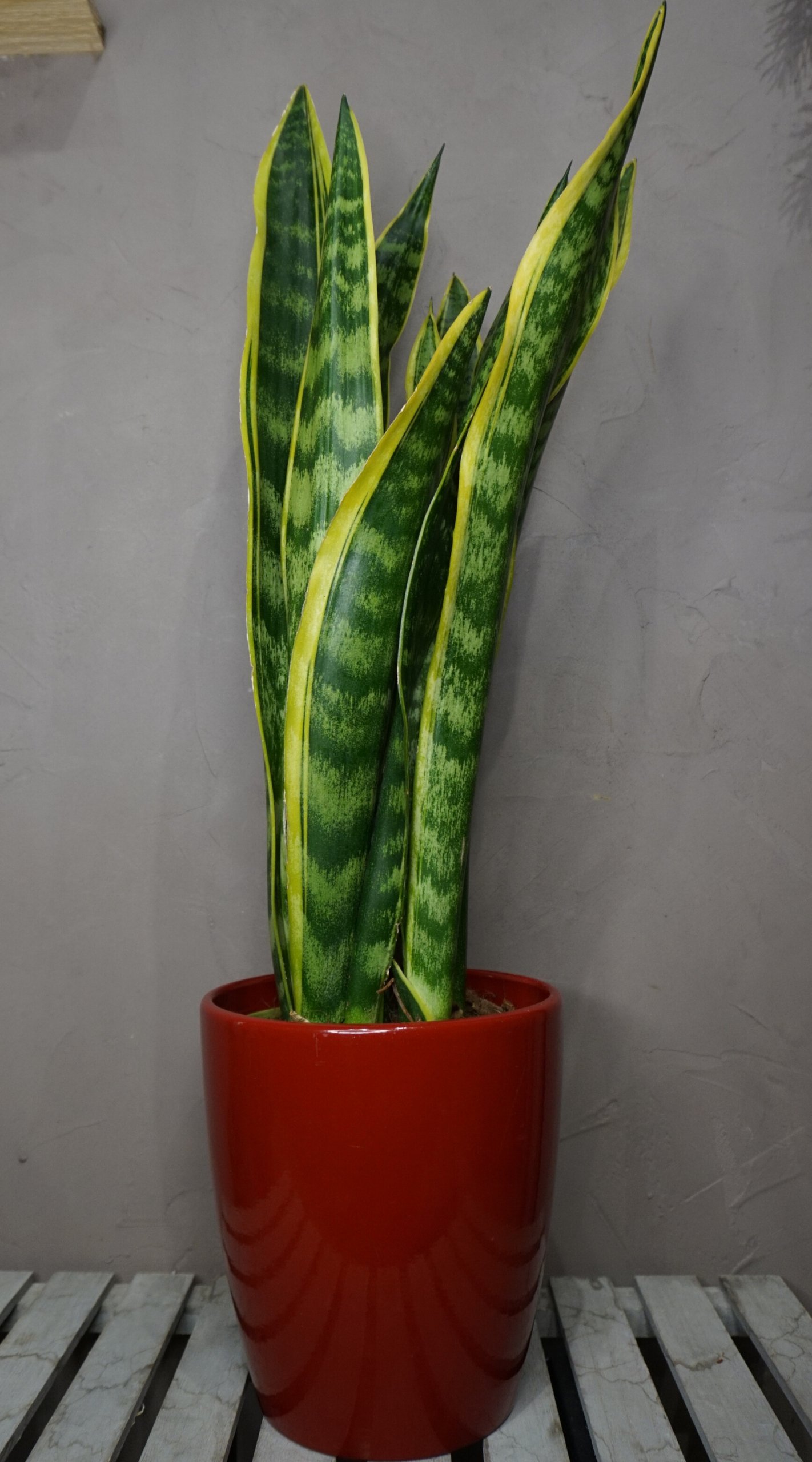 Planta - Sansevieria (Lengua de Suegra) - Imagen 4