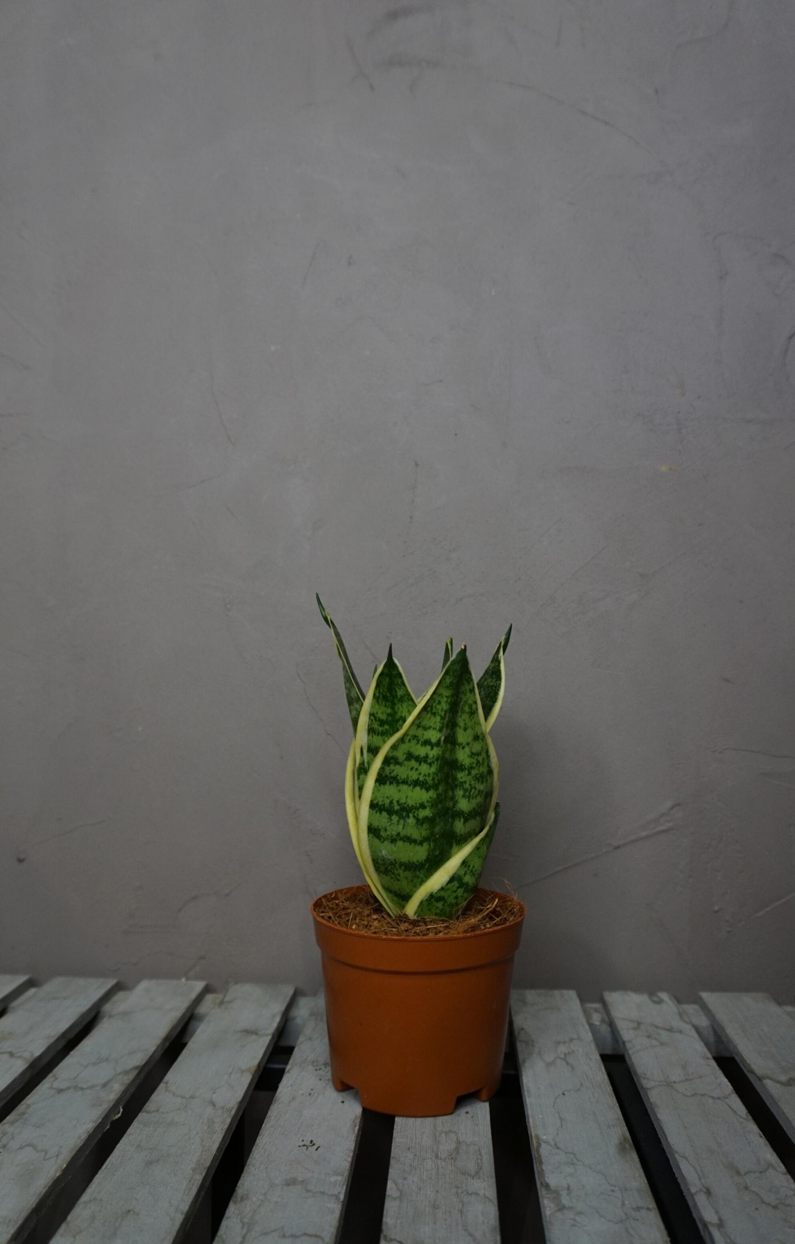 Planta - Sansevieria (Lengua de Suegra) - Imagen 7