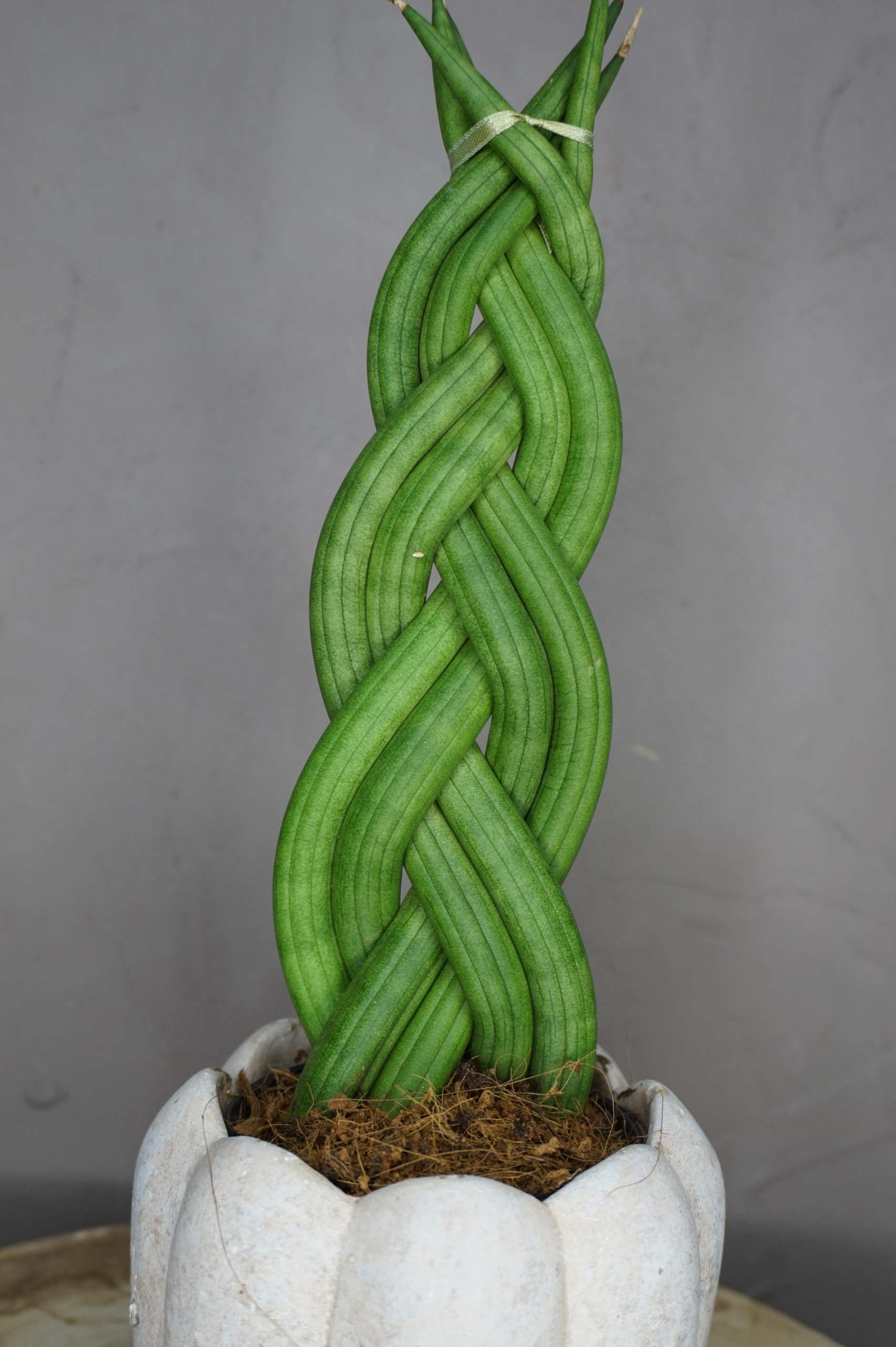 Planta - Sansevieria trenzada - Imagen 2