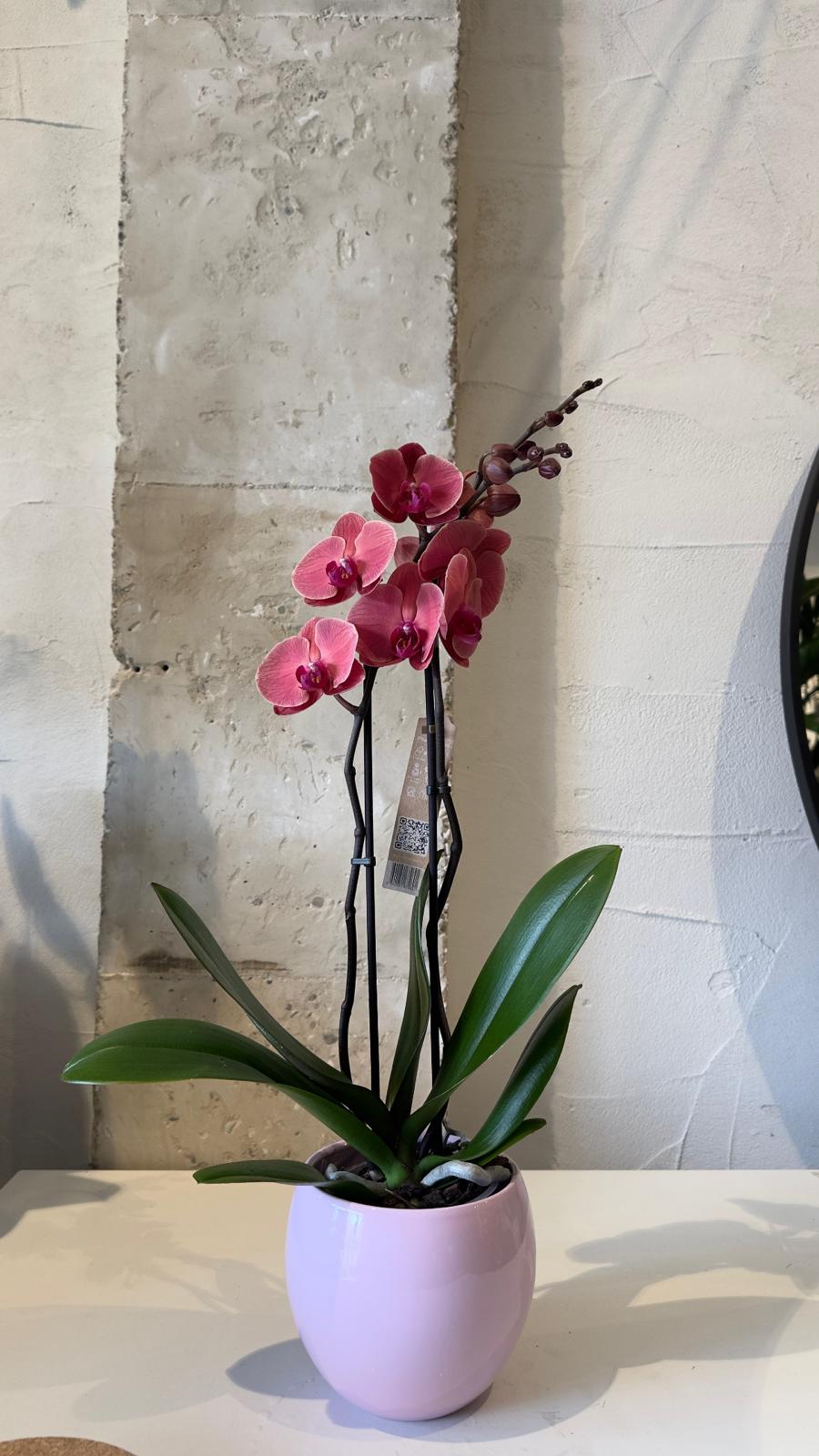 Planta - Orquídea Burdeos