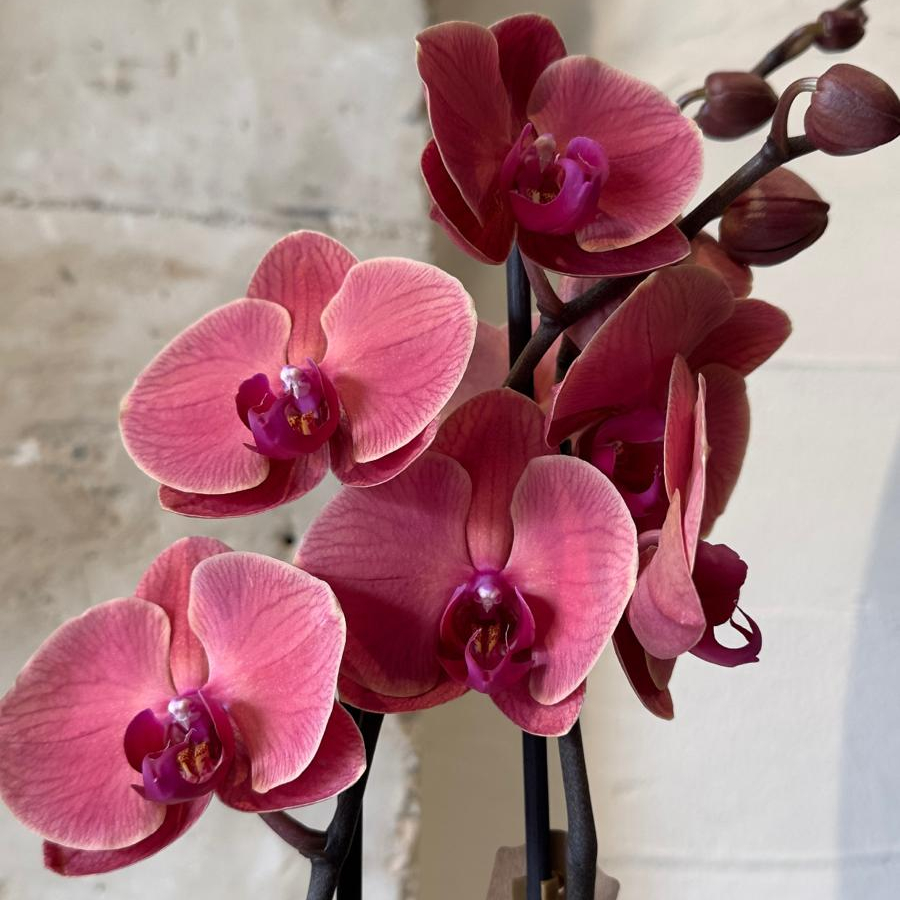 Planta - Orquídea Burdeos - Imagen 2