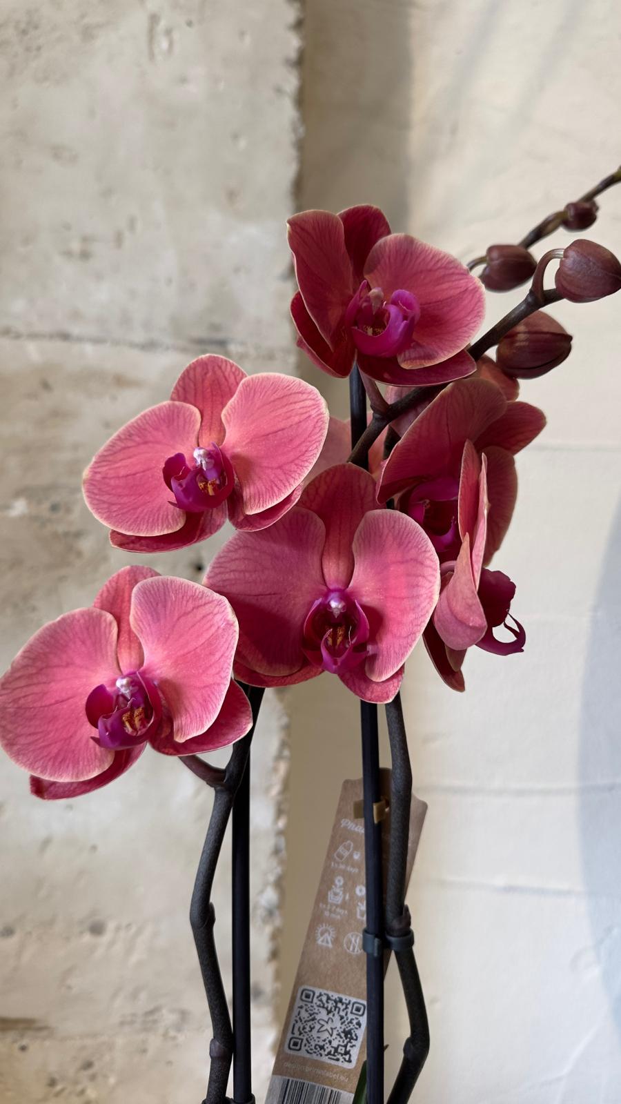 Planta - Orquídea Burdeos - Imagen 2