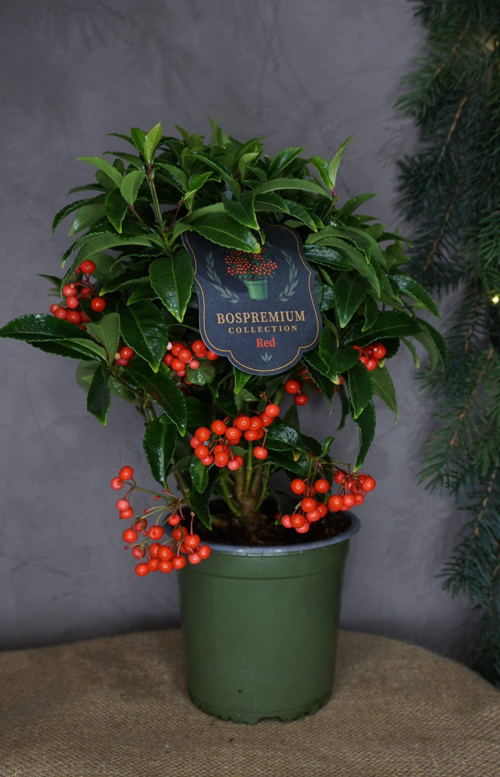Plantas navideñas - Ardisia
