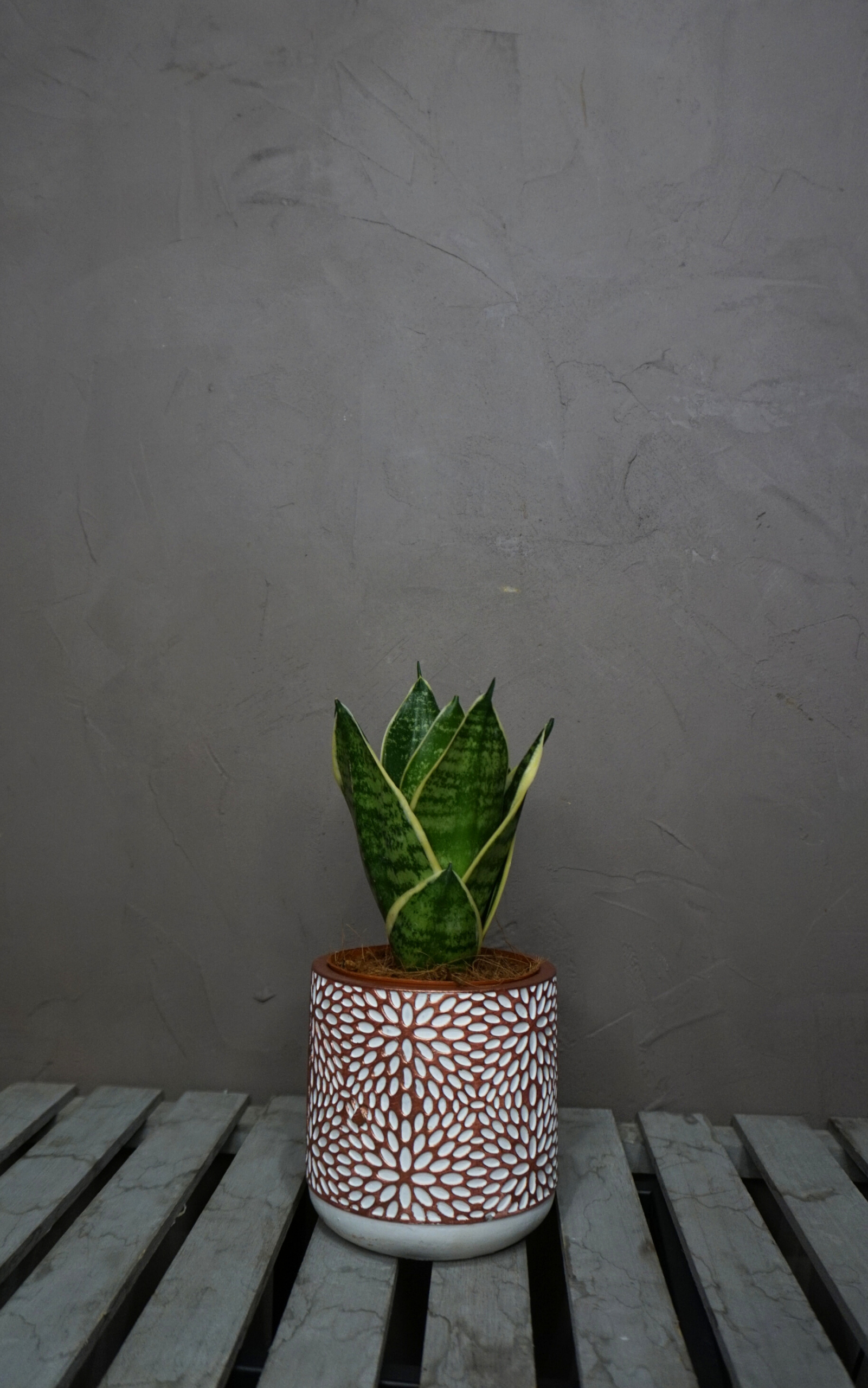Planta - Sansevieria (Lengua de Suegra) - Imagen 8