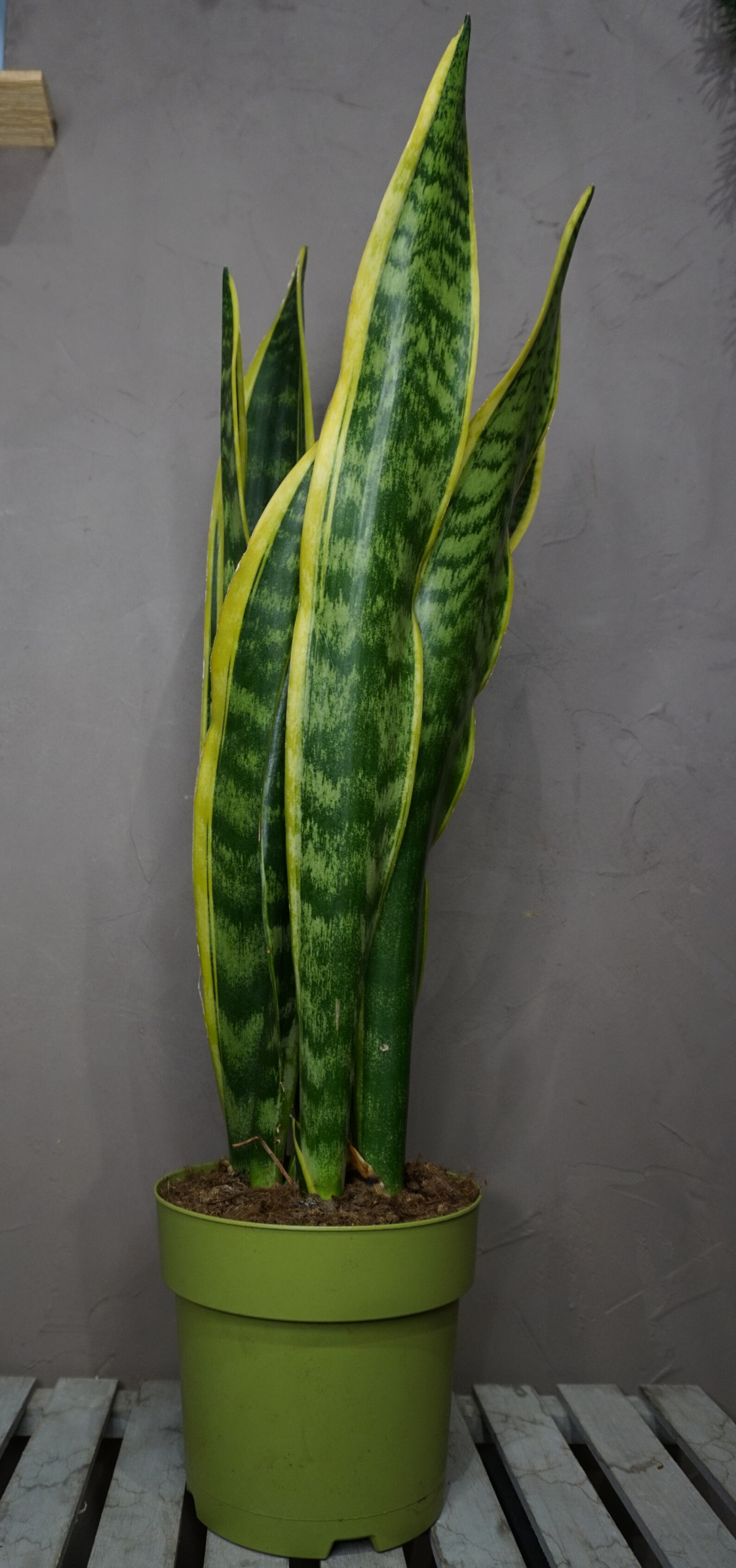 Planta - Sansevieria (Lengua de Suegra) - Imagen 3
