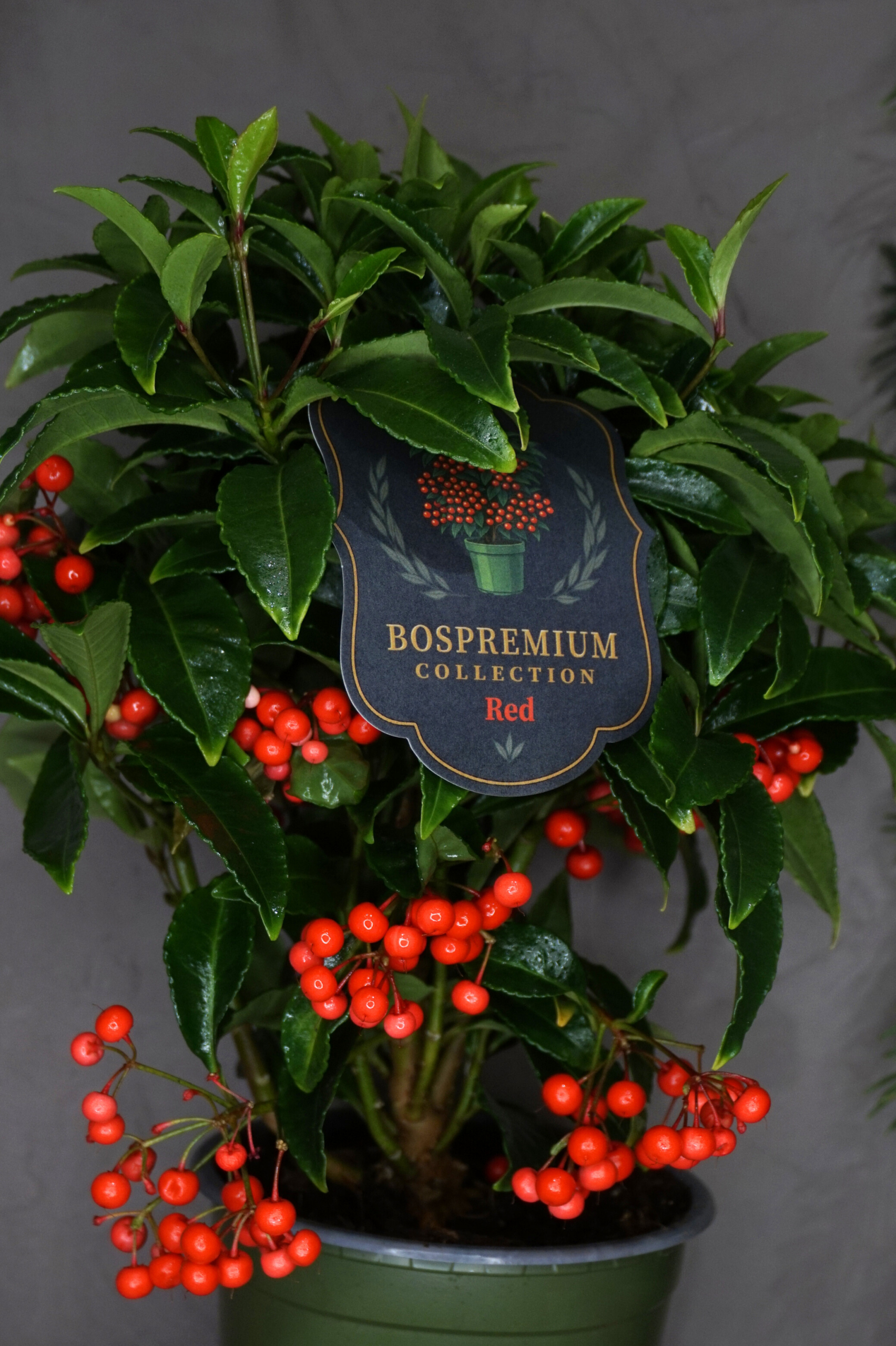 Plantas navideñas - Ardisia - Imagen 2