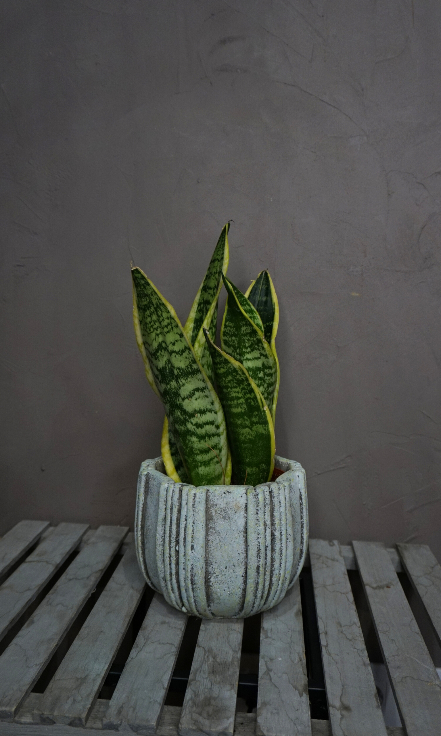 Planta - Sansevieria (Lengua de Suegra) - Imagen 6