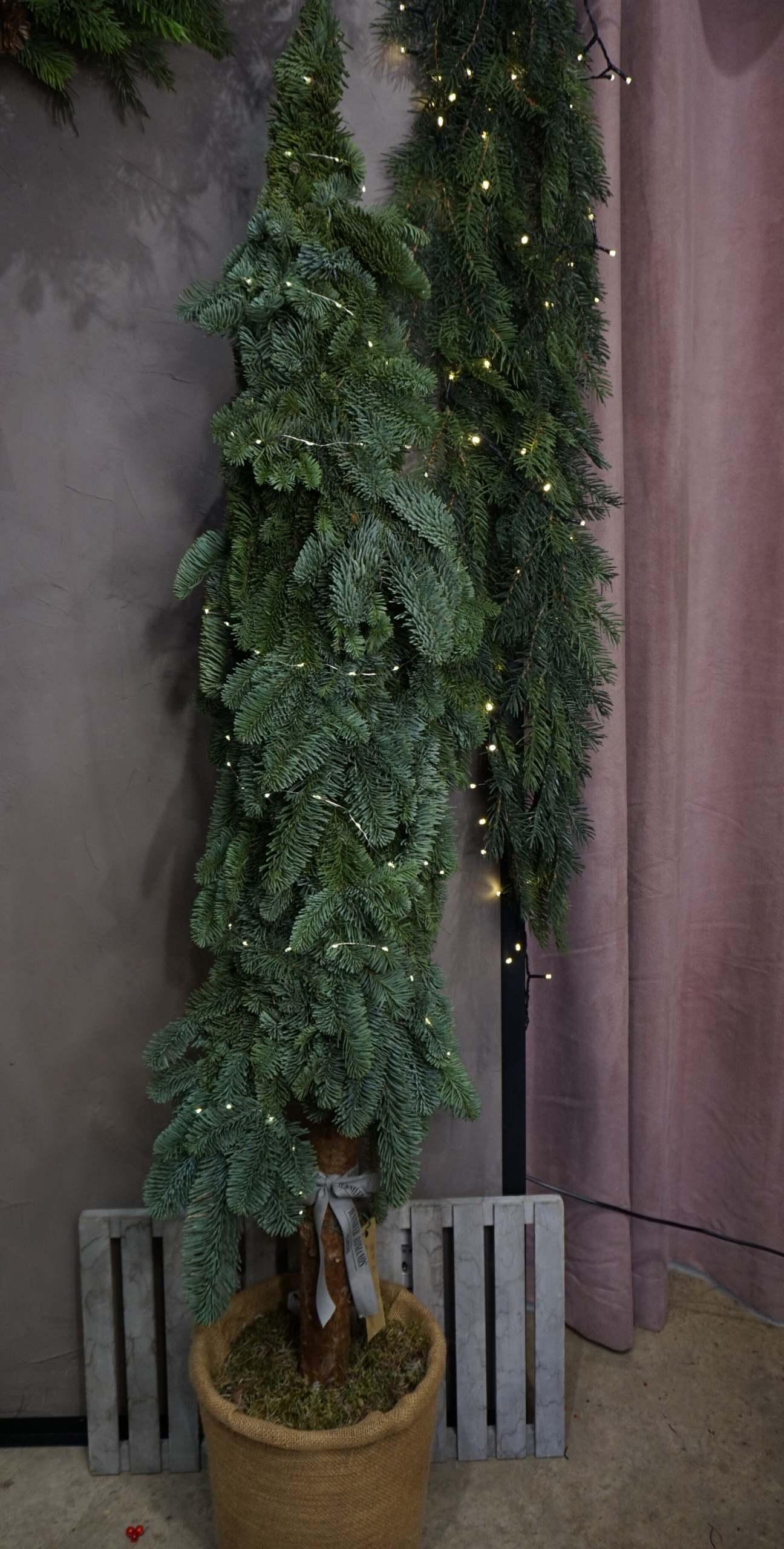 Decoración navideña - Pino natural azul con luces