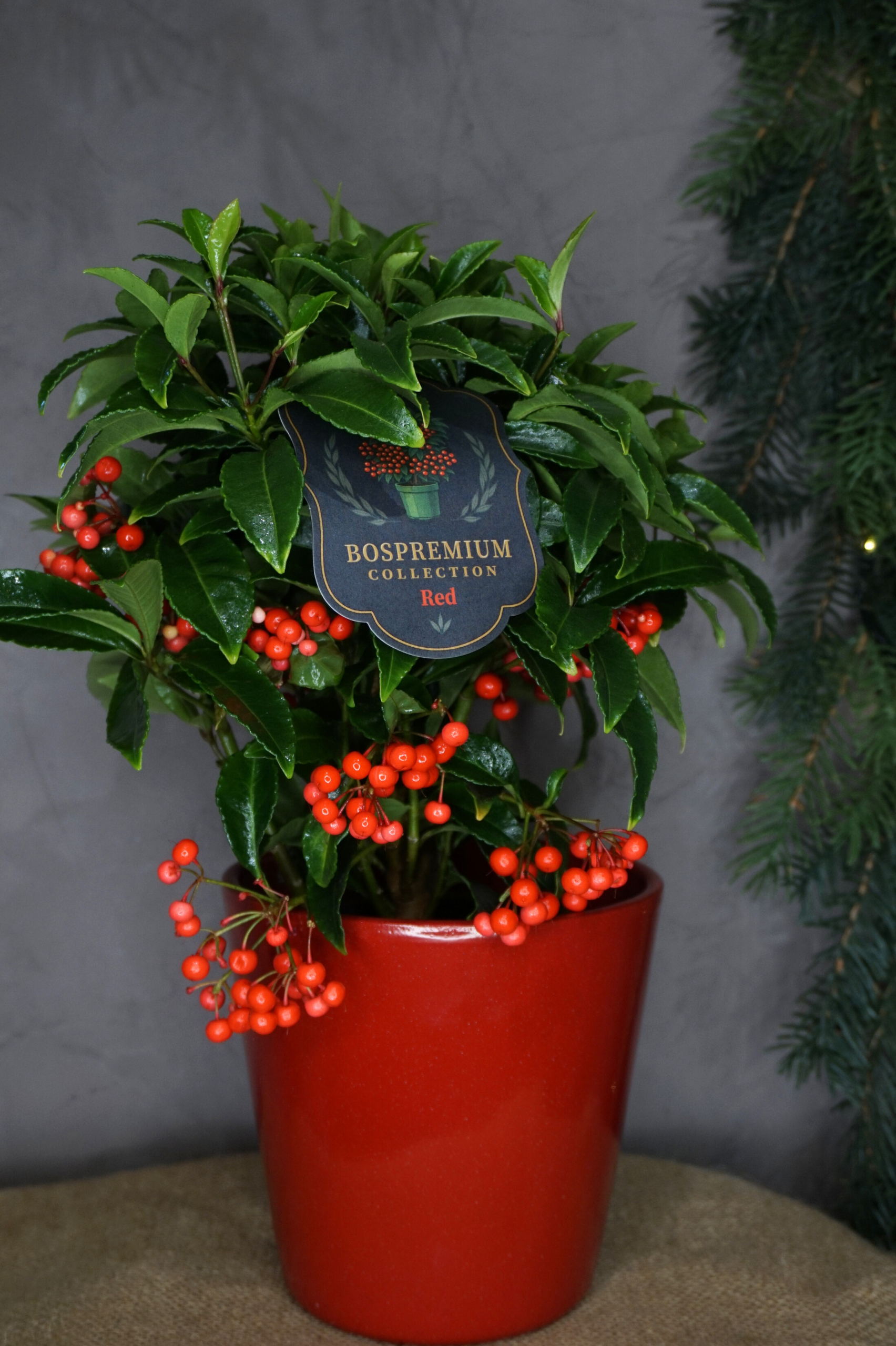 Plantas navideñas - Ardisia - Imagen 3